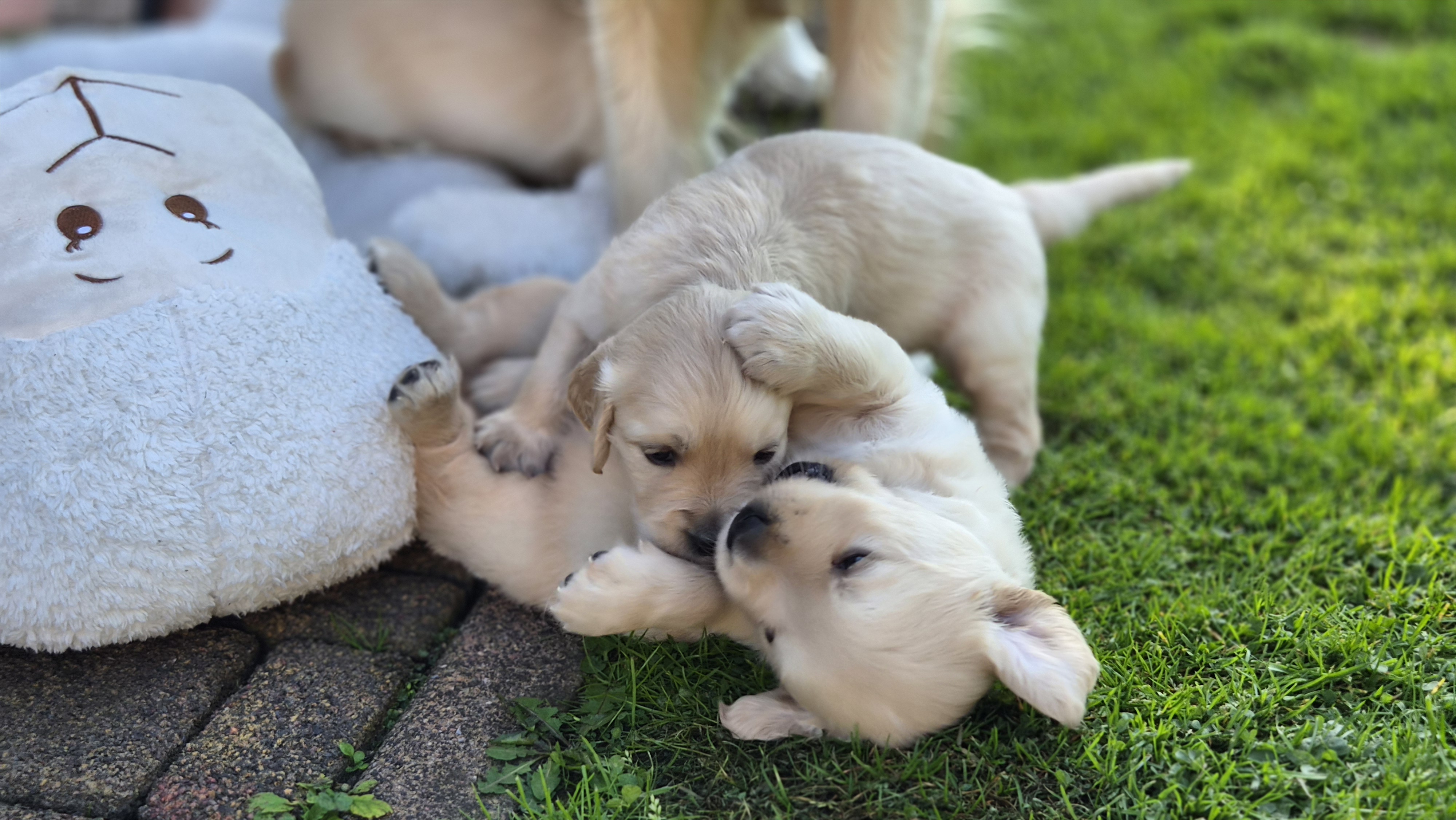 Golden Valley of Peace - Golden Retriever